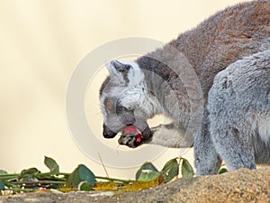 Ring-tailted lemur eating side portrait