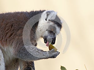 Ring-tailted lemur eating side portrait