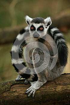 Ring taled lemur monkey