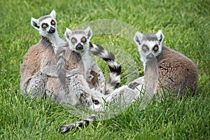 Ring taled lemurs