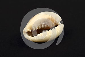 Ring top cowry sea shell found in africa