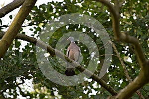 Ringdove