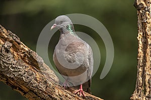 Ringdove, Columba palumbus