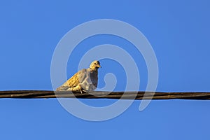 Ringdove