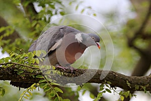 Ringdove