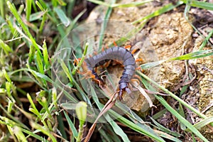 Ringed centipede is a dangerous limp animal on a stone in the garden. Poisonous armored millipede