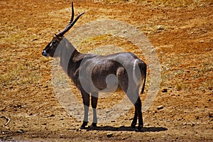 A ringed (common) waterbuck photo