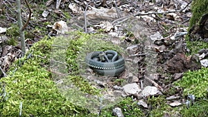 Ringed grass snake Natrix natrix in spring