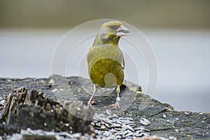 Ringed Greenfinch (Carduelis chloris)