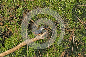 A Ringed Kingfisher in the Amazon Rainforest