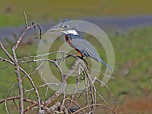 Ringed kingfisher on a branch