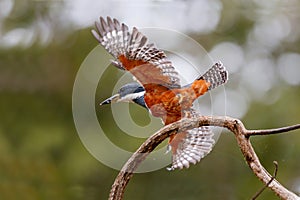 Ringed Kingfisher, Ceryle torquatus, female flying photo