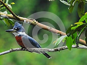 Ringed Kingfisher (Megaceryle torquata)