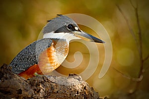 Ringed Kingfisher, Megaceryle torquata, blue and orange bird sitting on the tree branch, bird in the nature habitat, Baranco