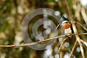 Ringed Kingfisher - Megaceryle torquata sitting on branch in its natural enviroment next to river, green vegetation