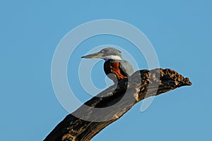 Ringed kingfisher Megaceryle torquata sitting on a wooden pole photo