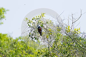 Ringed kingfisher on the nature in Pantanal, Brazil