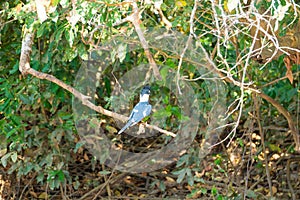 Ringed kingfisher on the nature in Pantanal, Brazil