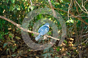 Ringed kingfisher on the nature in Pantanal, Brazil