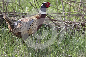 Ringed Neck Pheasant (closeup)