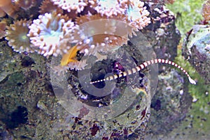 Ringed pipefish