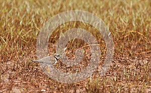 Ringed Plover