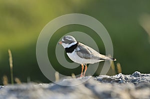 Ringed Plover