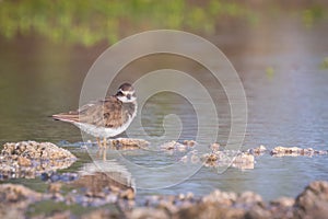 Ringed Plover