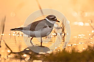 Ringed plover