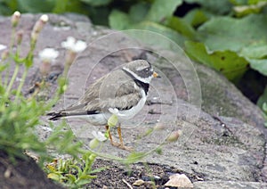 Ringed Plover