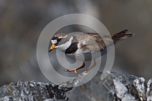 Ringed Plover