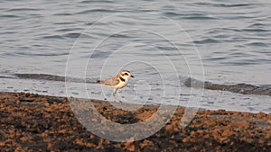 Ringed Plover Bird Looking for Food by the Water