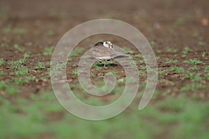 Ringed plover bird, natural, nature.