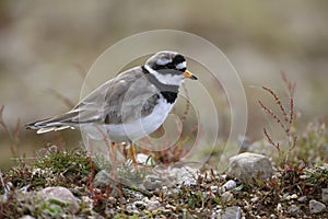 Ringed plover, Charadrius hiaticula