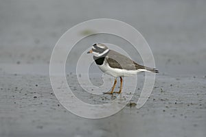 Ringed plover, Charadrius hiaticula