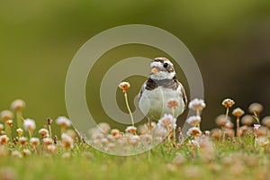 Ringed Plover (Charadrius hiaticula)