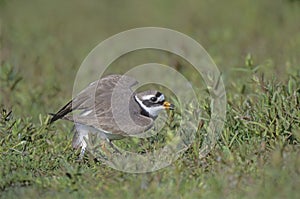 Ringed plover, Charadrius hiaticula