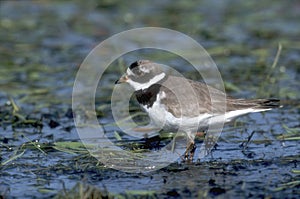 Ringed plover, Charadrius hiaticula