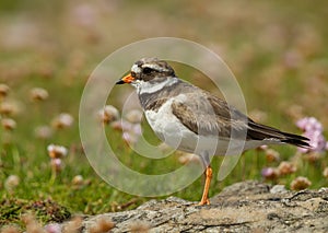 Ringed Plover (Charadrius hiaticula)