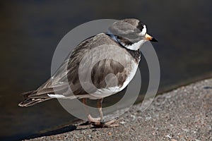 Ringed plover (Charadrius hiaticula).