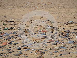 Ringed Plover Charadrius hiaticula