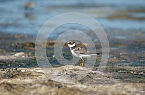 Ringed plover (Charadrius hiaticula) on a coastal area