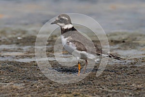 Ringed plover (Charadrius hiaticula) on a coastal area