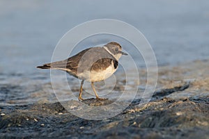 Ringed plover (Charadrius hiaticula) on a coastal area