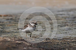 Ringed plover (Charadrius hiaticula) on a coastal area