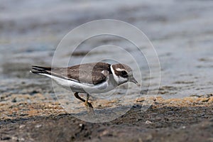 Ringed plover (Charadrius hiaticula) on a coastal area