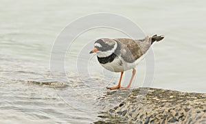 A Ringed Plover Charadrius hiaticula perched on a wall at high tide.