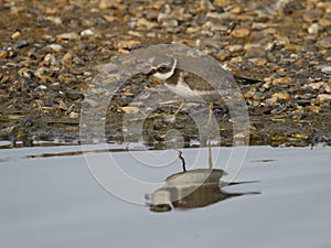 Ringed plover, Charadrius hiaticula, plover, wader, bird, nature, wildlife, animal, fauna, UK, British, Britain