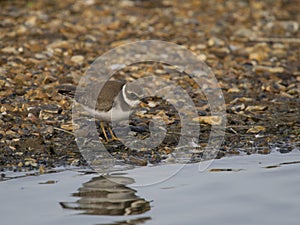 Ringed plover, Charadrius hiaticula, plover, wader, bird, nature, wildlife, animal, fauna, UK, British, Britain