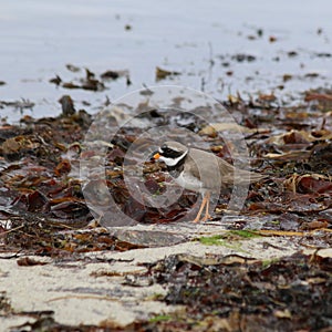 Ringed Plover (Charadrius hiaticula) on Sea-Shore.